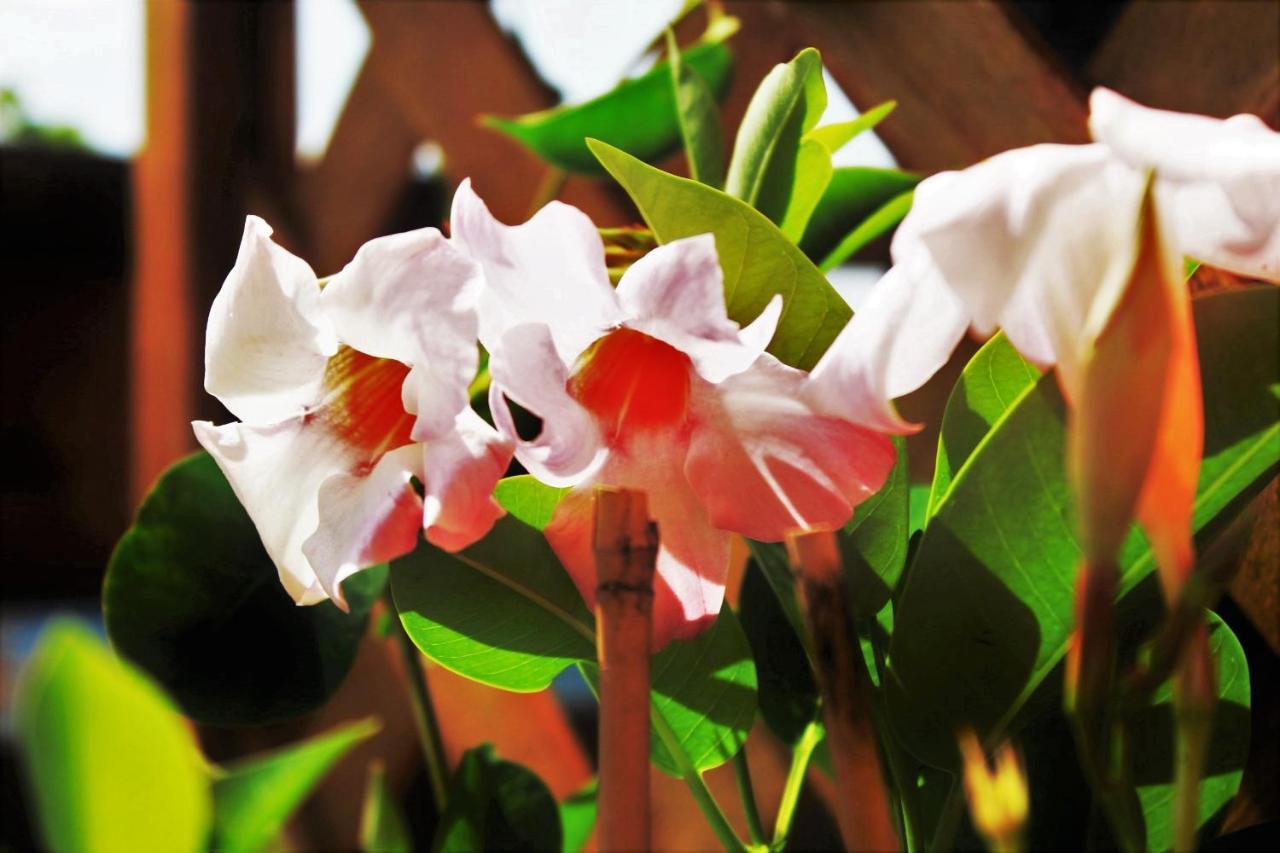 AbatemarcoMansarda Fiorita住宿加早餐旅馆 外观 照片