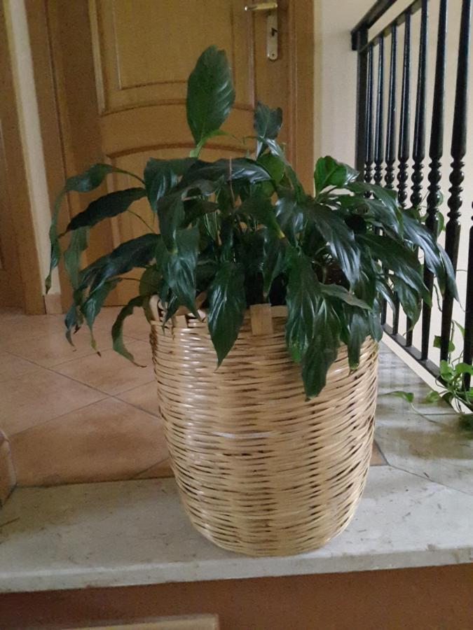 AbatemarcoMansarda Fiorita住宿加早餐旅馆 外观 照片